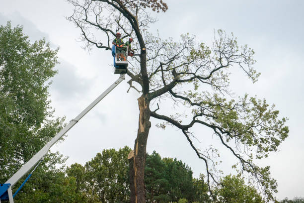 Best Emergency Storm Tree Removal  in USA